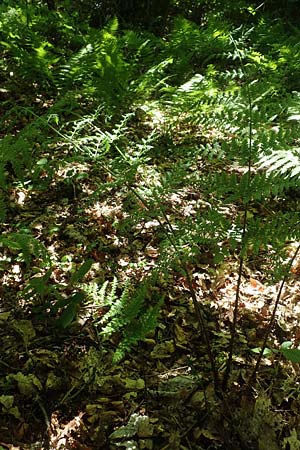 Dryopteris expansa ? \ Feingliedriger Dornfarn / Alpine Buckler Fern, Northern Buckler Fern, D Olpe 21.5.2018