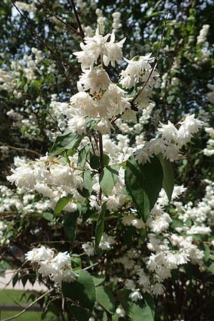 Deutzia scabra \ Raubl�ttiger Maiblumenstrauch, Raue Deutzie / Fuzzy Deutzia, D Heidelberg 26.5.2018