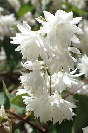 Deutzia scabra \ Raubl�ttiger Maiblumenstrauch, Raue Deutzie / Fuzzy Deutzia, D Heidelberg 26.5.2018