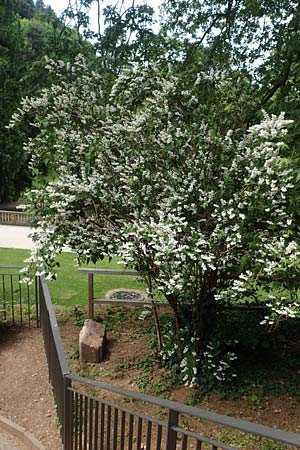 Deutzia scabra \ Raubl�ttiger Maiblumenstrauch, Raue Deutzie / Fuzzy Deutzia, D Heidelberg 26.5.2018