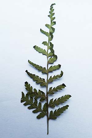 Dryopteris expansa ? \ Feingliedriger Dornfarn / Alpine Buckler Fern, Northern Buckler Fern, D Olpe 14.1.2019