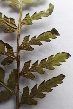 Dryopteris expansa ? \ Feingliedriger Dornfarn / Alpine Buckler Fern, Northern Buckler Fern, D Olpe 14.1.2019