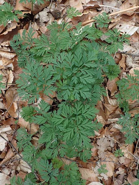 Dicentra eximia \ Zwerg-Herzblume / Turkey Corn, D Ostbevern 16.4.2023