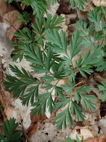 Dicentra eximia \ Zwerg-Herzblume / Turkey Corn, D Ostbevern 16.4.2023