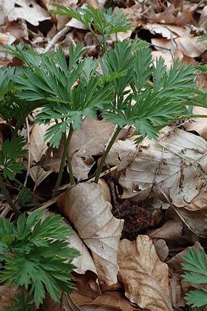 Dicentra eximia \ Zwerg-Herzblume / Turkey Corn, D Ostbevern 16.4.2023