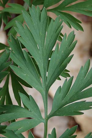 Dicentra eximia \ Zwerg-Herzblume / Turkey Corn, D Ostbevern 16.4.2023