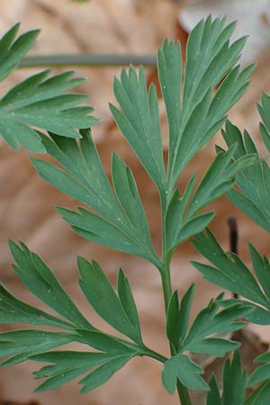 Dicentra eximia \ Zwerg-Herzblume / Turkey Corn, D Ostbevern 16.4.2023