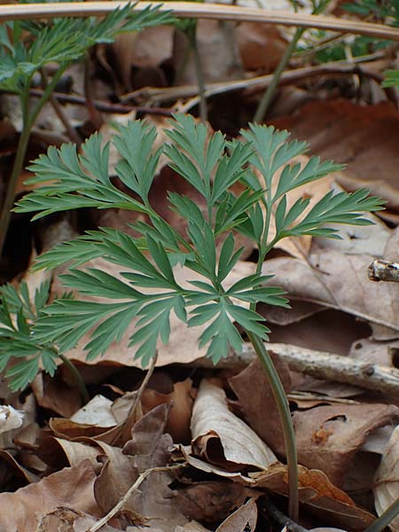 Dicentra eximia \ Zwerg-Herzblume / Turkey Corn, D Ostbevern 16.4.2023