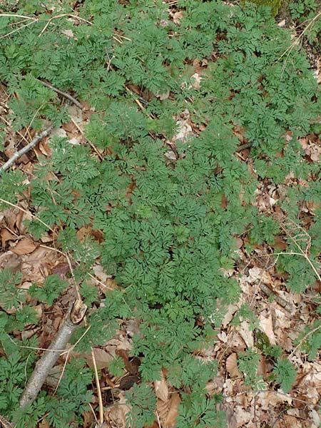 Dicentra eximia \ Zwerg-Herzblume / Turkey Corn, D Ostbevern 16.4.2023