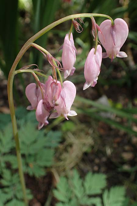 Dicentra eximia \ Zwerg-Herzblume / Turkey Corn, D Ostbevern 6.5.2023