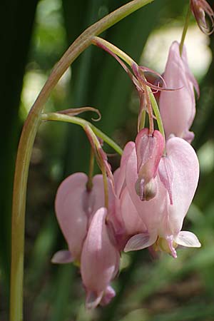 Dicentra eximia \ Zwerg-Herzblume / Turkey Corn, D Ostbevern 6.5.2023