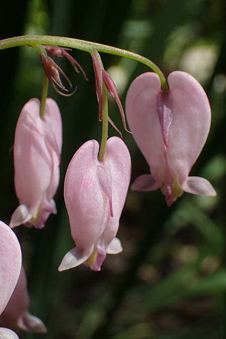 Dicentra eximia \ Zwerg-Herzblume / Turkey Corn, D Ostbevern 6.5.2023