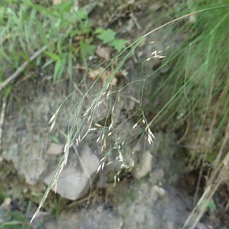 Deschampsia flexuosa \ Draht-Schmiele / Wavy Hair Grass, D Ettlingen 10.7.2016