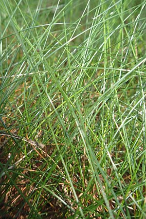 Deschampsia flexuosa \ Draht-Schmiele / Wavy Hair Grass, D Attendorn-Albringhausen 12.6.2020