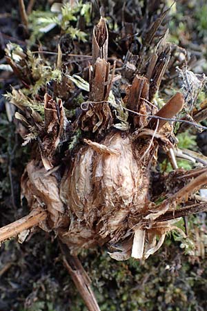 Dryopteris filix-mas \ Gew�hnlicher Wurmfarn, M�nner-Farn / Male Fern, D Herdecke 12.3.2022