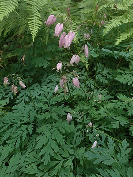 Dicentra formosa \ Pazifische Herzblume / Pacific Bleeding HeartCorn, D K&ouml;nigstein-Falkenstein 30.6.2023
