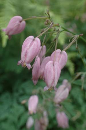 Dicentra formosa \ Pazifische Herzblume / Pacific Bleeding HeartCorn, D K&ouml;nigstein-Falkenstein 30.6.2023