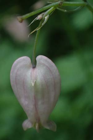 Dicentra formosa \ Pazifische Herzblume / Pacific Bleeding HeartCorn, D K&ouml;nigstein-Falkenstein 30.6.2023