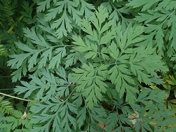 Dicentra formosa \ Pazifische Herzblume / Pacific Bleeding HeartCorn, D K&ouml;nigstein-Falkenstein 30.6.2023