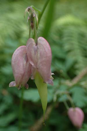 Dicentra formosa \ Pazifische Herzblume / Pacific Bleeding HeartCorn, D K&ouml;nigstein-Falkenstein 30.6.2023