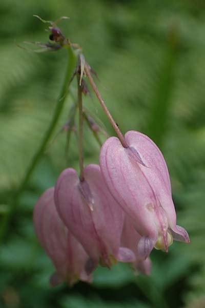 Dicentra formosa \ Pazifische Herzblume / Pacific Bleeding HeartCorn, D K&ouml;nigstein-Falkenstein 30.6.2023