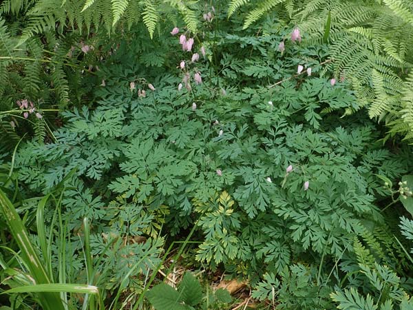 Dicentra formosa \ Pazifische Herzblume / Pacific Bleeding HeartCorn, D K&ouml;nigstein-Falkenstein 30.6.2023