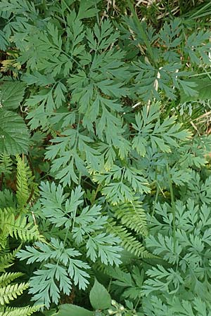 Dicentra formosa \ Pazifische Herzblume / Pacific Bleeding HeartCorn, D K&ouml;nigstein-Falkenstein 30.6.2023