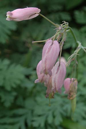 Dicentra formosa \ Pazifische Herzblume / Pacific Bleeding HeartCorn, D K&ouml;nigstein-Falkenstein 30.6.2023