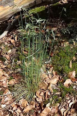 Deschampsia flexuosa \ Draht-Schmiele / Wavy Hair Grass, D Zwingenberg an der Bergstra&szlig;e 4.5.2025