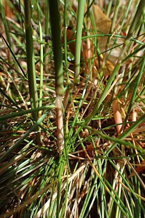 Deschampsia flexuosa \ Draht-Schmiele / Wavy Hair Grass, D Zwingenberg an der Bergstra&szlig;e 4.5.2025