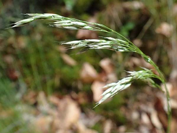 Deschampsia flexuosa \ Draht-Schmiele / Wavy Hair Grass, D Zwingenberg an der Bergstra&szlig;e 4.5.2025