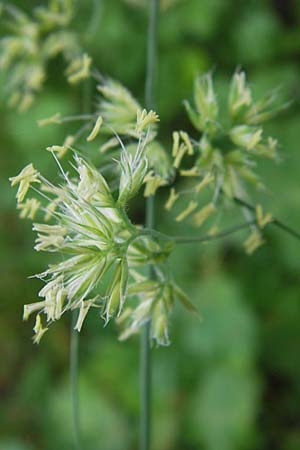 Dactylis glomerata \ Kn�uelgras / Cocksfoot Grass, Orchard Grass, D Schwarzwald/Black-Forest, Gaggenau 8.6.2013