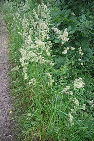 Dactylis glomerata \ Kn�uelgras / Cocksfoot Grass, Orchard Grass, D Schwarzwald/Black-Forest, Gaggenau 8.6.2013