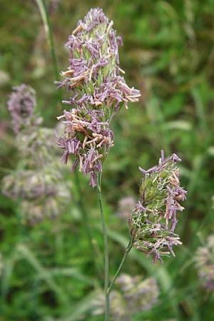 Dactylis glomerata \ Kn�uelgras / Cocksfoot Grass, Orchard Grass, D &Ouml;stringen-Eichelberg 25.5.2015