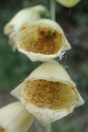 Digitalis grandiflora \ Gro�bl�tiger Fingerhut / Yellow Foxgloves, D Odenwald, Tr&ouml;sel 16.6.2017