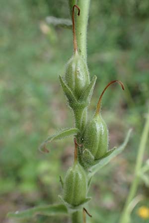 Digitalis grandiflora \ Gro�bl�tiger Fingerhut / Yellow Foxgloves, D Odenwald, Tr&ouml;sel 16.6.2017
