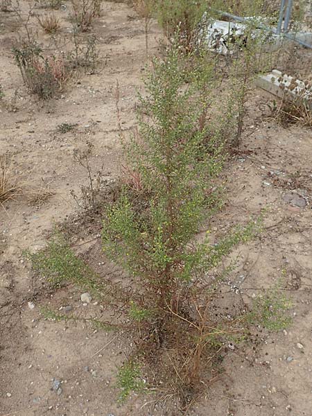 Dittrichia graveolens \ Klebriger Alant, Stinkender Alant / Stinking Fleabane, D Mannheim 22.9.2018