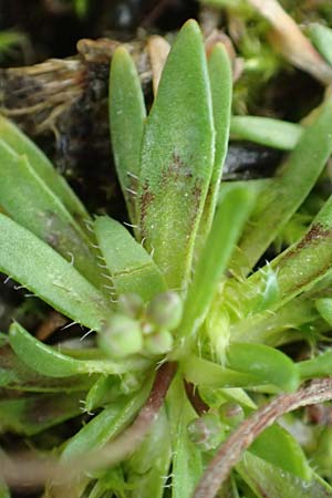 Draba glabrescens \ Kahles Hungerbl�mchen / Glabrous Whitlowgrass, D Aachen-Laurensberg 10.3.2019