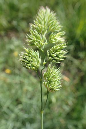 Dactylis glomerata \ Kn�uelgras / Cocksfoot Grass, Orchard Grass, D Ketsch 21.5.2020
