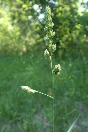 Dactylis glomerata \ Kn�uelgras / Cocksfoot Grass, Orchard Grass, D Ketsch 21.5.2020