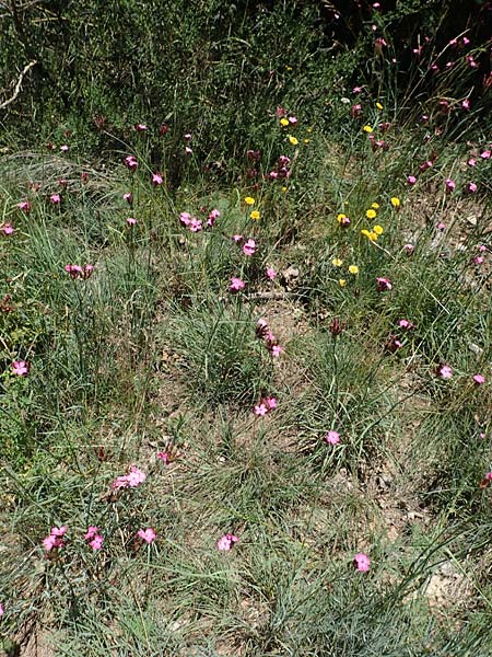 Dianthus giganteus \ Riesen-Nelke / Giant Pink, D Odenwald, M&ouml;rlenbach 24.6.2020