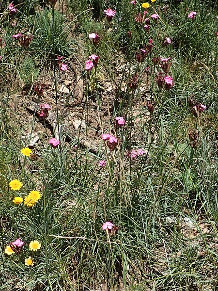 Dianthus giganteus \ Riesen-Nelke / Giant Pink, D Odenwald, M&ouml;rlenbach 24.6.2020