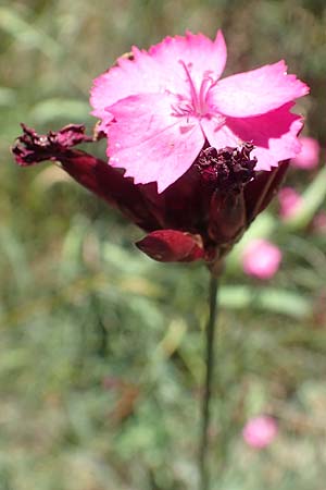 Dianthus giganteus \ Riesen-Nelke / Giant Pink, D Odenwald, M&ouml;rlenbach 24.6.2020
