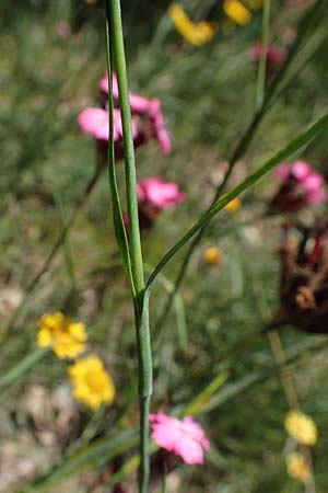 Dianthus giganteus \ Riesen-Nelke / Giant Pink, D Odenwald, M&ouml;rlenbach 24.6.2020