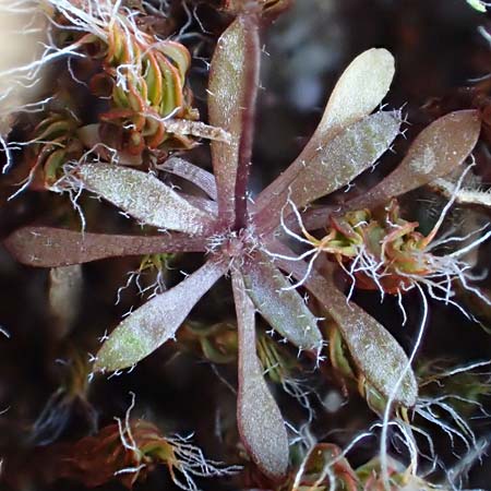 Draba glabrescens \ Kahles Hungerbl�mchen / Glabrous Whitlowgrass, D Schriesheim 6.3.2022