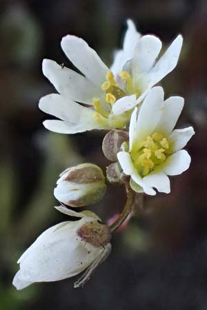 Draba glabrescens \ Kahles Hungerbl�mchen / Glabrous Whitlowgrass, D Mannheim-Neckarau 7.3.2022