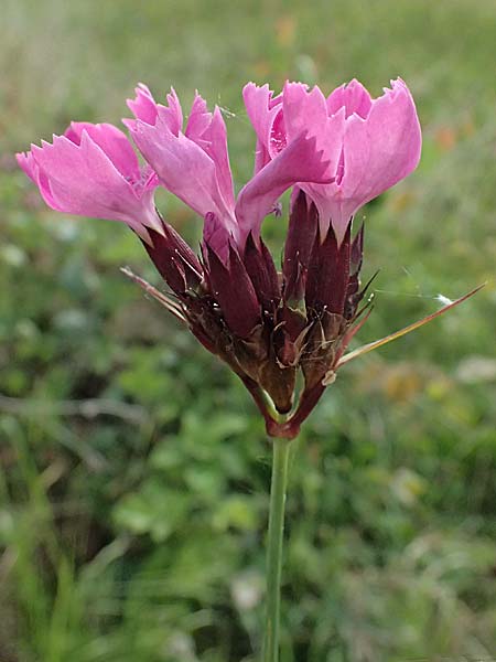 Dianthus giganteus \ Riesen-Nelke / Giant Pink, D Passau 15.5.2025