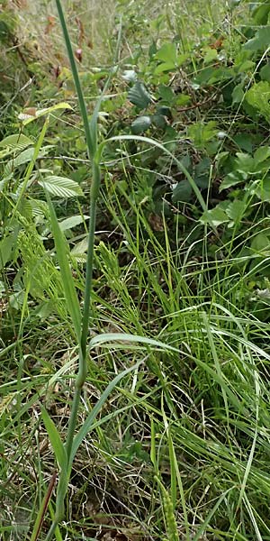 Dianthus giganteus \ Riesen-Nelke / Giant Pink, D Passau 15.5.2025