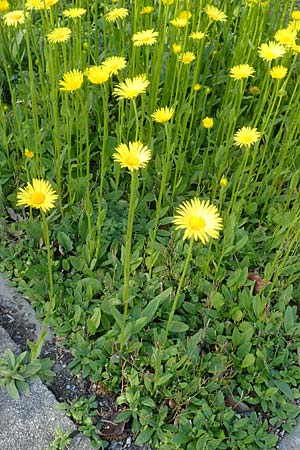 Doronicum hungaricum \ Ungarische G�mswurz / Hungarian Leopard's-Bane, D Botan. Gar.  Universit.  Heidelberg 21.4.2016
