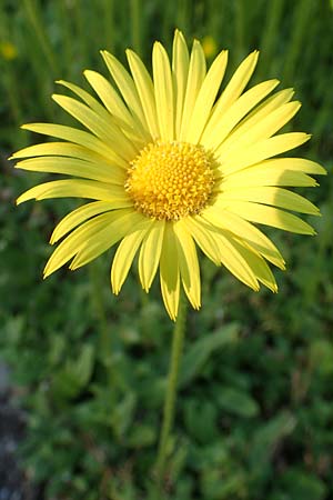 Doronicum hungaricum \ Ungarische G�mswurz / Hungarian Leopard's-Bane, D Botan. Gar.  Universit.  Heidelberg 21.4.2016
